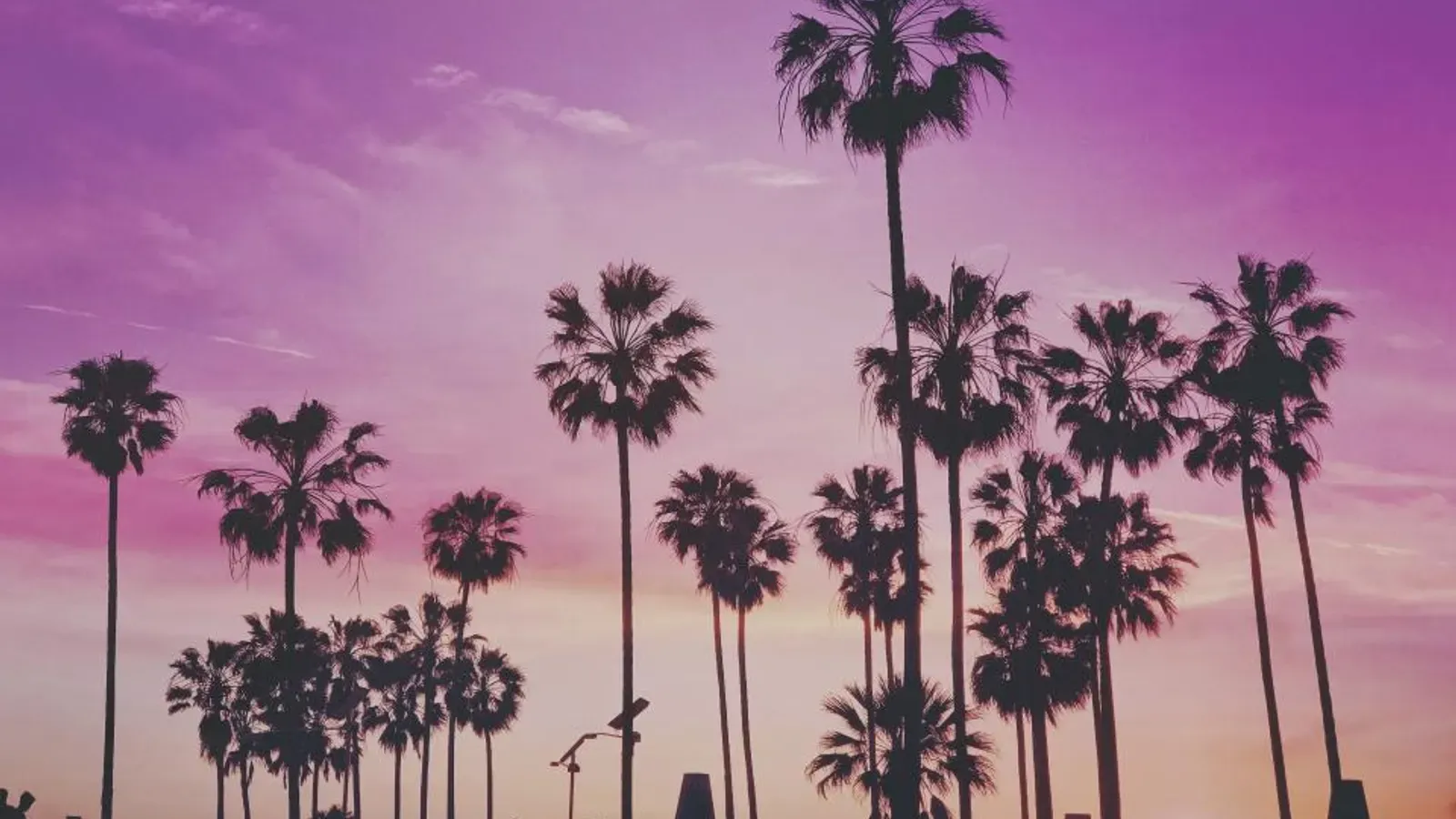 Silhuetas de palmeiras sob um céu rosa e roxo ao entardecer